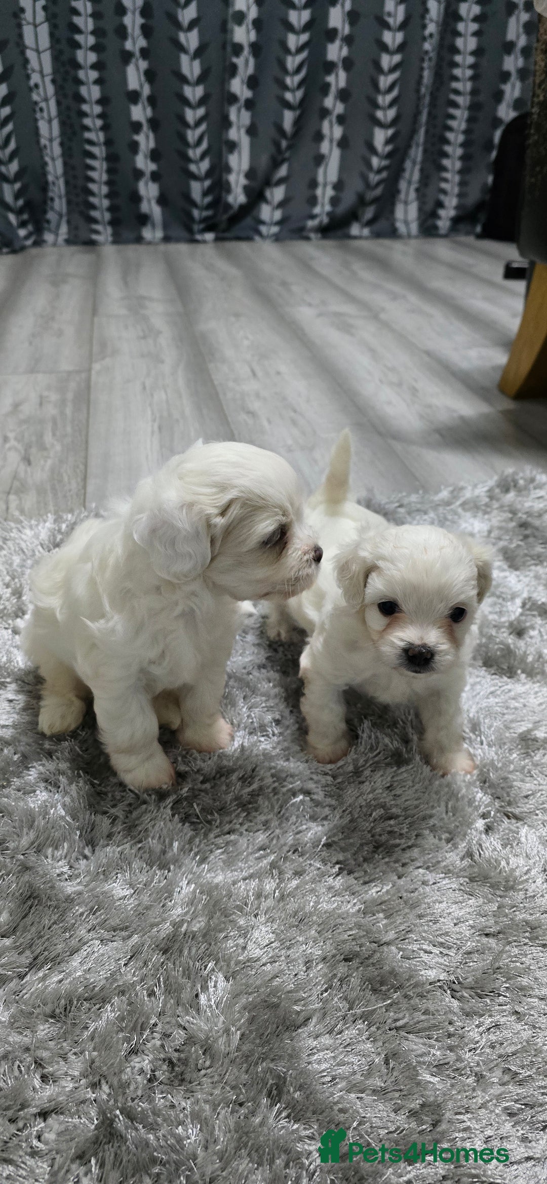 Mixed Breed dogs for sale: Bichon frise - Image 4