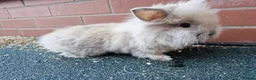 Lionhead rabbits for sale: Lionhead rabbit in Rochdale - Advert 7