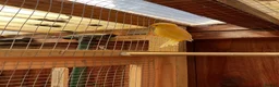 Canaries birds for sale: Cock Fife Canary in Northwich - Advert 3
