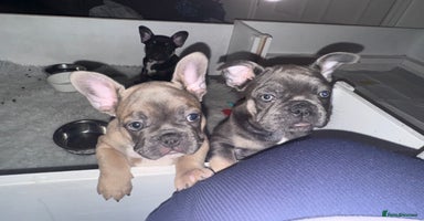 French Bulldog dogs - Advert 15