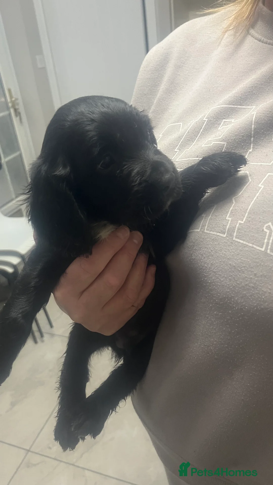 Sprocker dogs for sale: 7 Sprocker spaniels - Advert 23