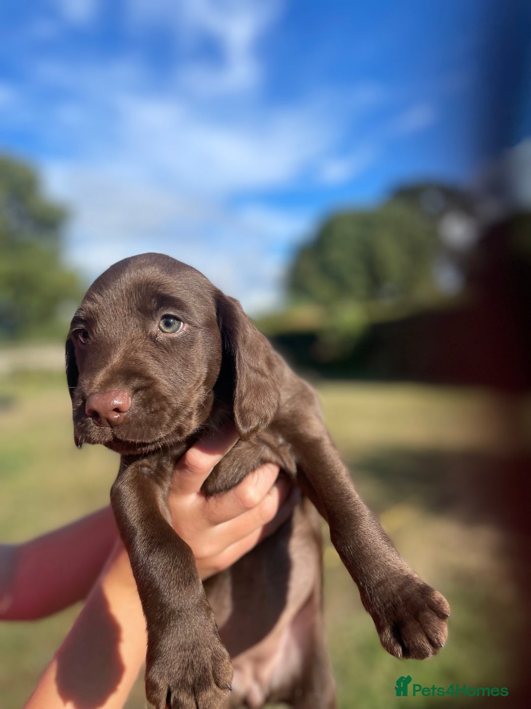Mixed Breed dogs for sale: Sprockador puppies for sale  - Image 3