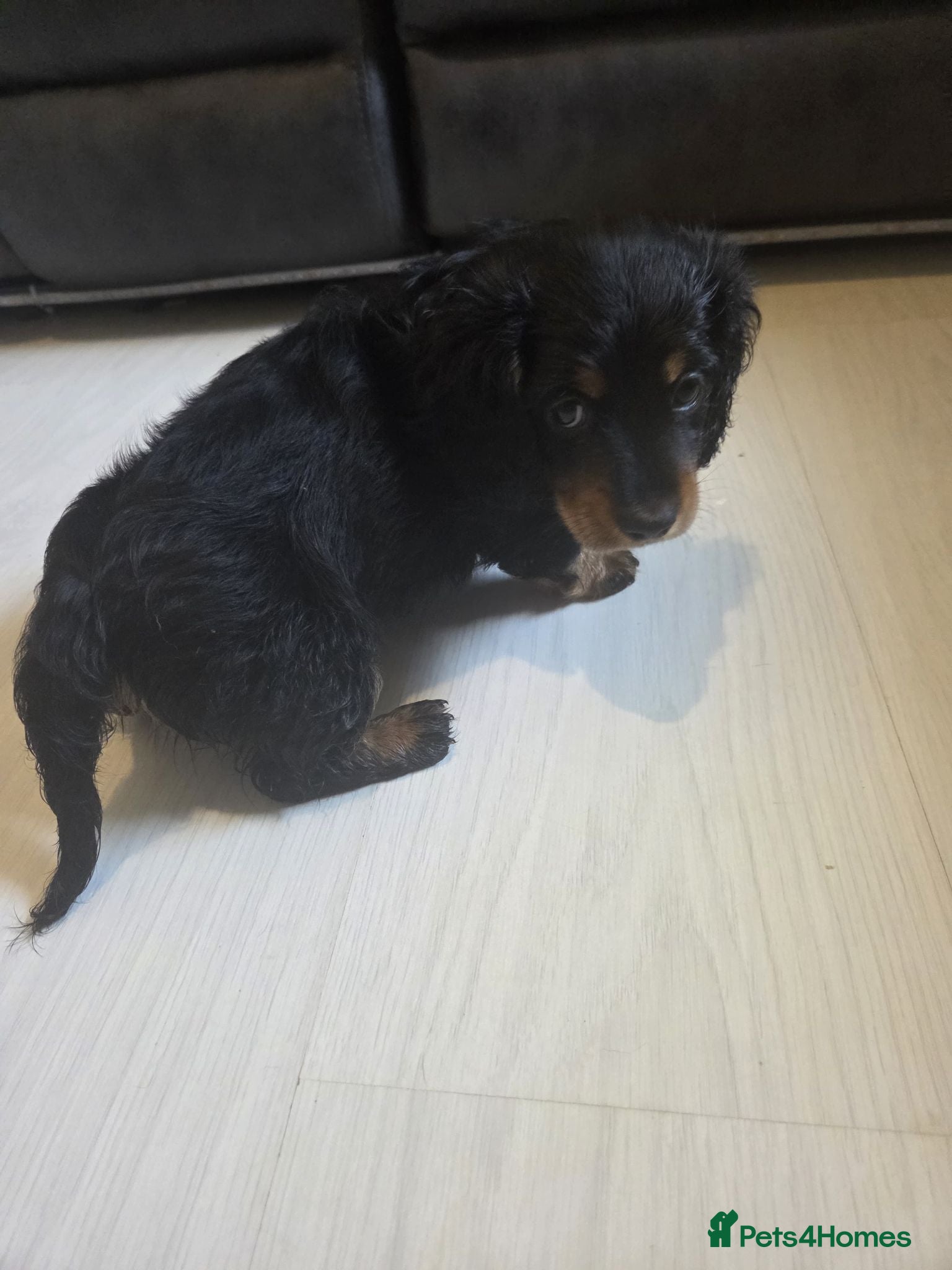 Miniature Dachshund dogs Miniture dashchounds - Advert 17