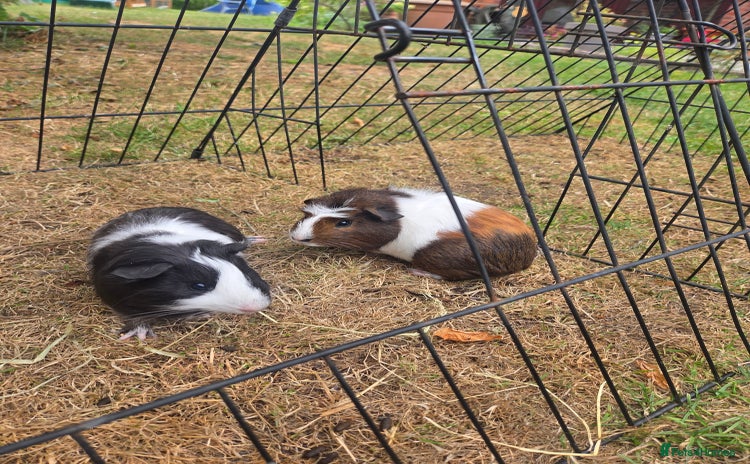 Guinea Pig rodents for sale - Advert 1