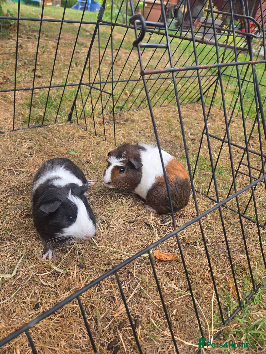 Guinea Pig rodents for sale: Lovely natured guinea pigs - Image 1