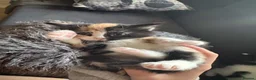 Mixed Breed cats for sale: Three beautiful playful kittens  - Advert 5