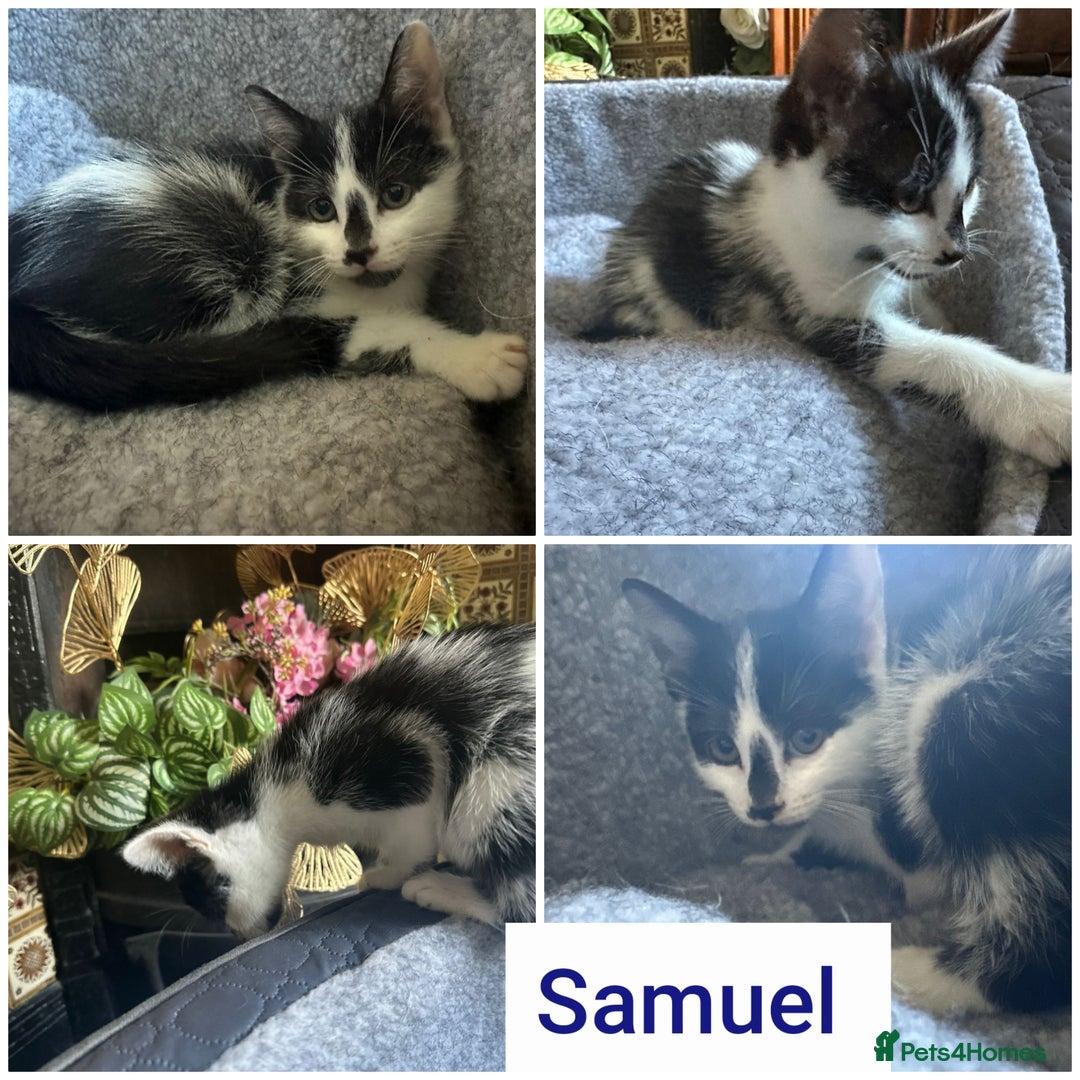 Mixed Breed cats for sale: Fluffy and short haired bundles of joy - Image 5