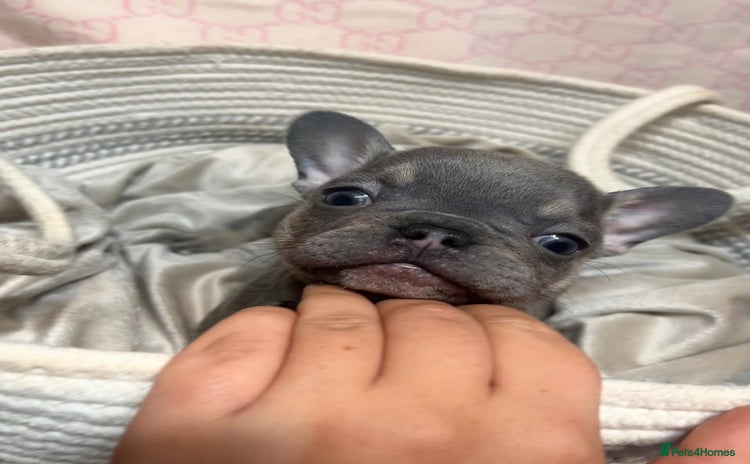 French Bulldog dogs - Advert 1