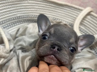 French Bulldog dogs - Advert 2