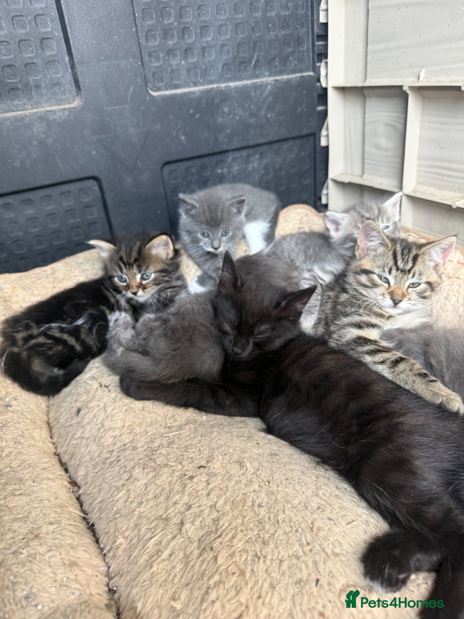 Mixed Breed cats Gorgeous Grey / Blue Girls  - Advert 2