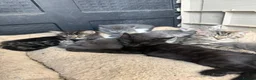 Mixed Breed cats for sale: Gorgeous Grey / Blue Girls  - Advert 2