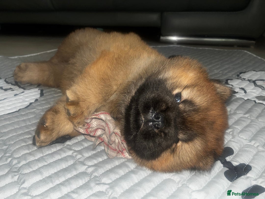 Chow Chow dogs for sale: Cinnamon Chow Chow Puppies - Image 8