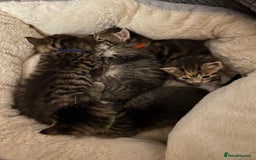 Domestic Shorthair cats for sale: Kittens - Image 5