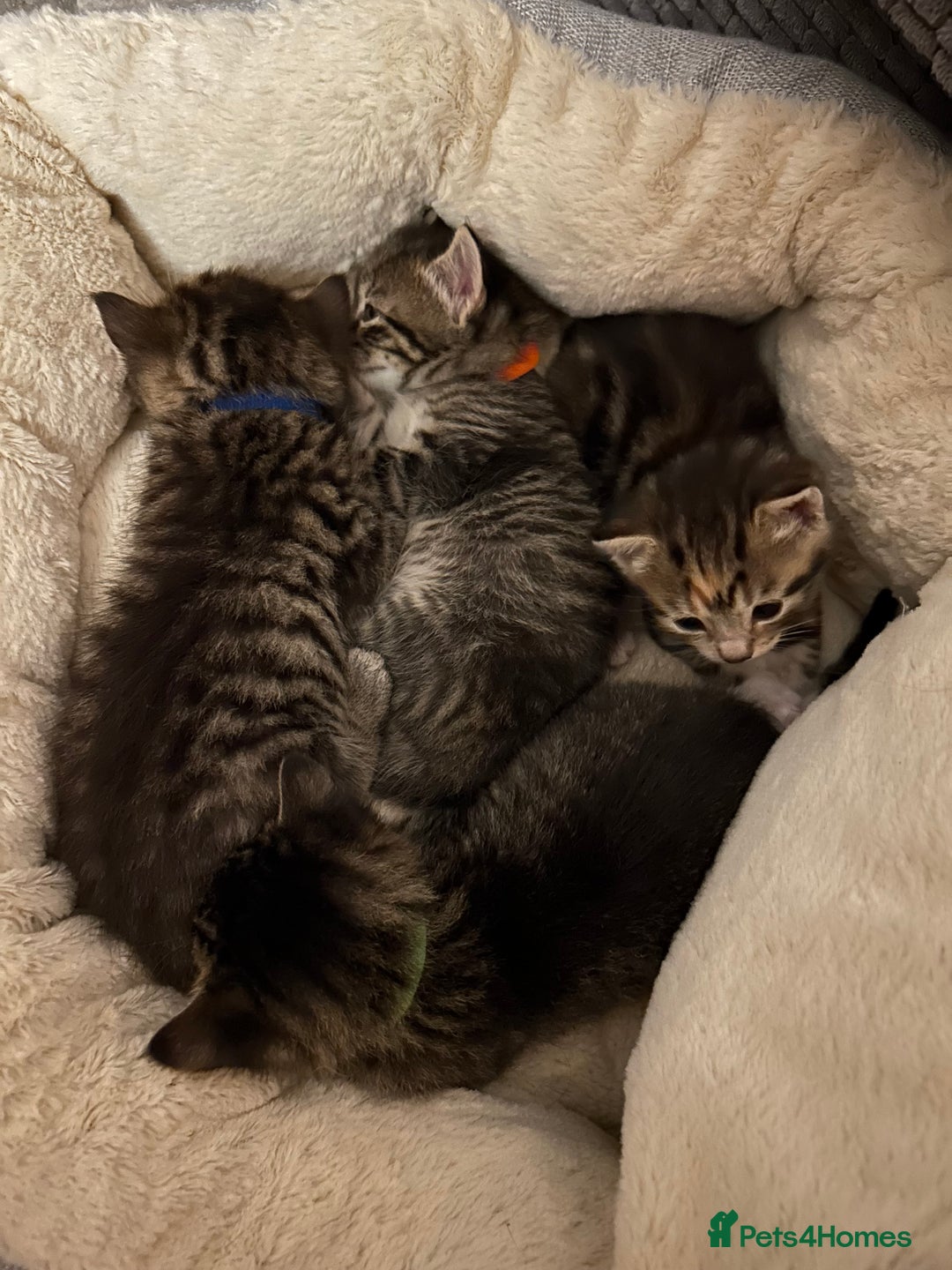 Domestic Shorthair cats for sale: Kittens - Image 5