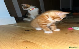 Maine Coon cats for sale: Maine Coon x Domestic Shorthair  - Image 17