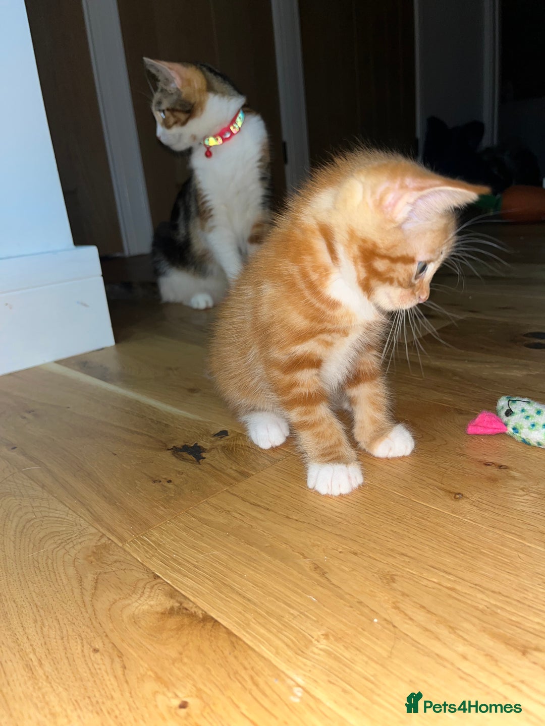 Maine Coon cats for sale: Maine Coon x Domestic Shorthair  - Image 17