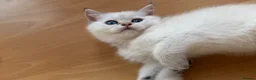British Shorthair cats for sale: Looking for a new home!!!! Ready to collect  - Advert 4