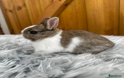Netherland Dwarf rabbits for sale: Netherland Dwarf Rabbits For Sale - Image 8