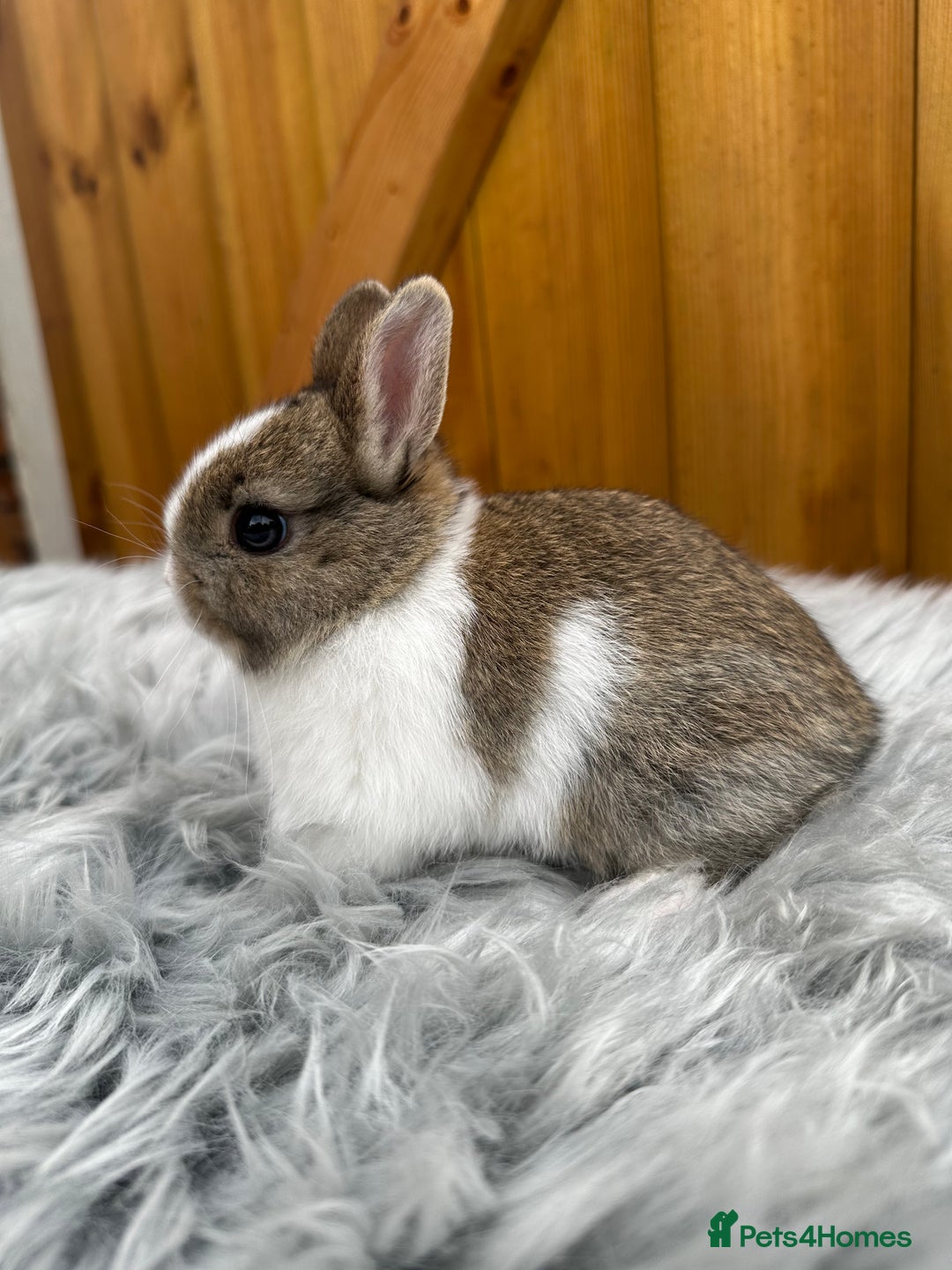 Netherland Dwarf rabbits for sale: Netherland Dwarf Rabbits For Sale - Image 8