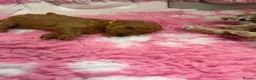 Labradoodle dogs for sale: Extensively DNA  ToY/mini labradoodle parents DNA  - Advert 10