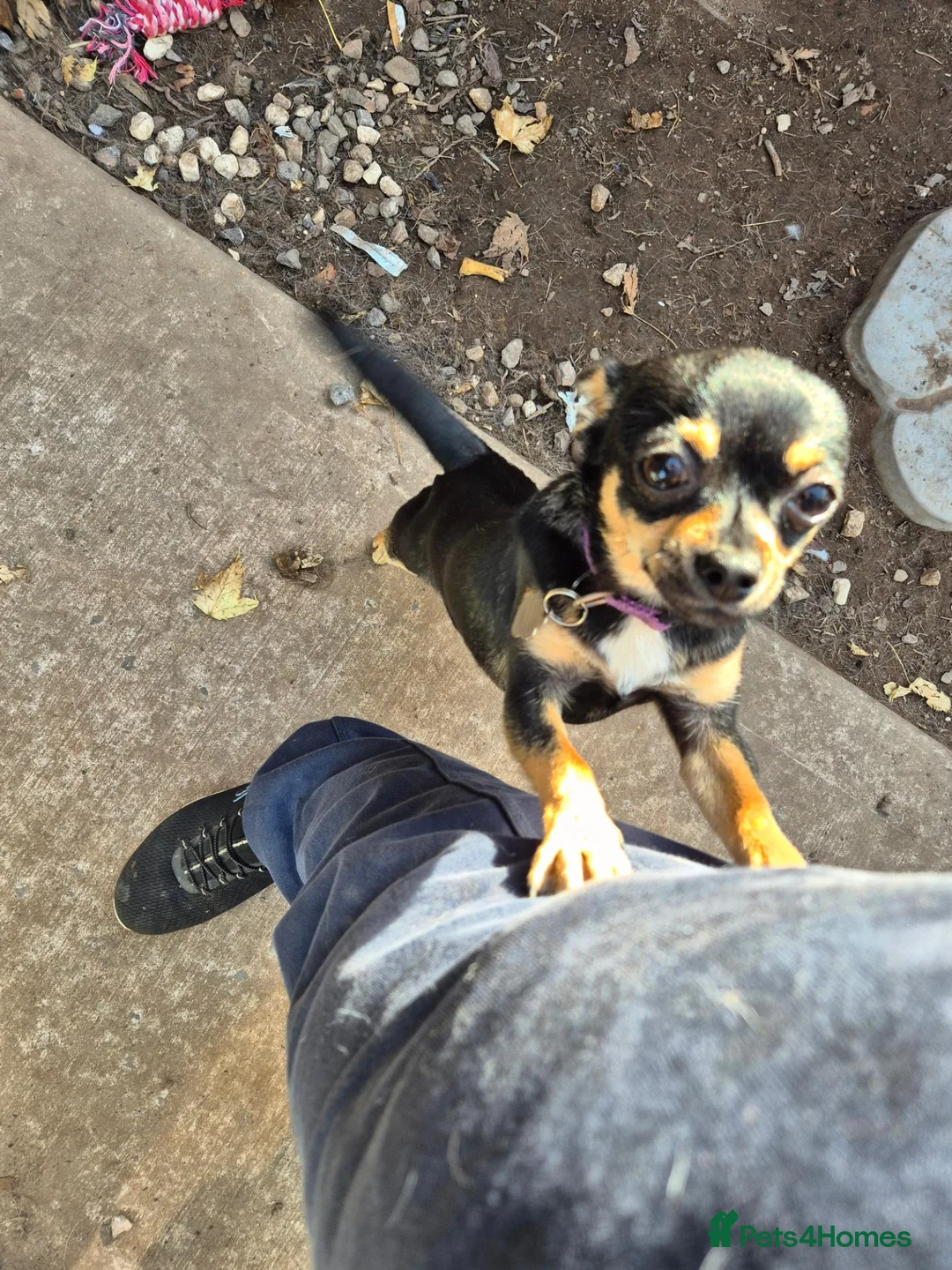 Mixed Breed dogs for sale: Chorkie bitch for sale - Advert 2