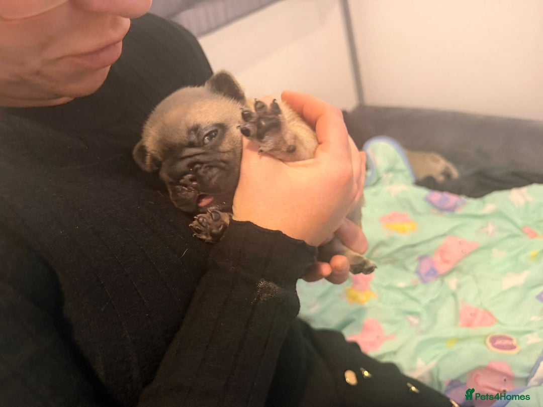 French Bulldog dogs for sale: Beautiful chunky frenchie puppies - Advert 8