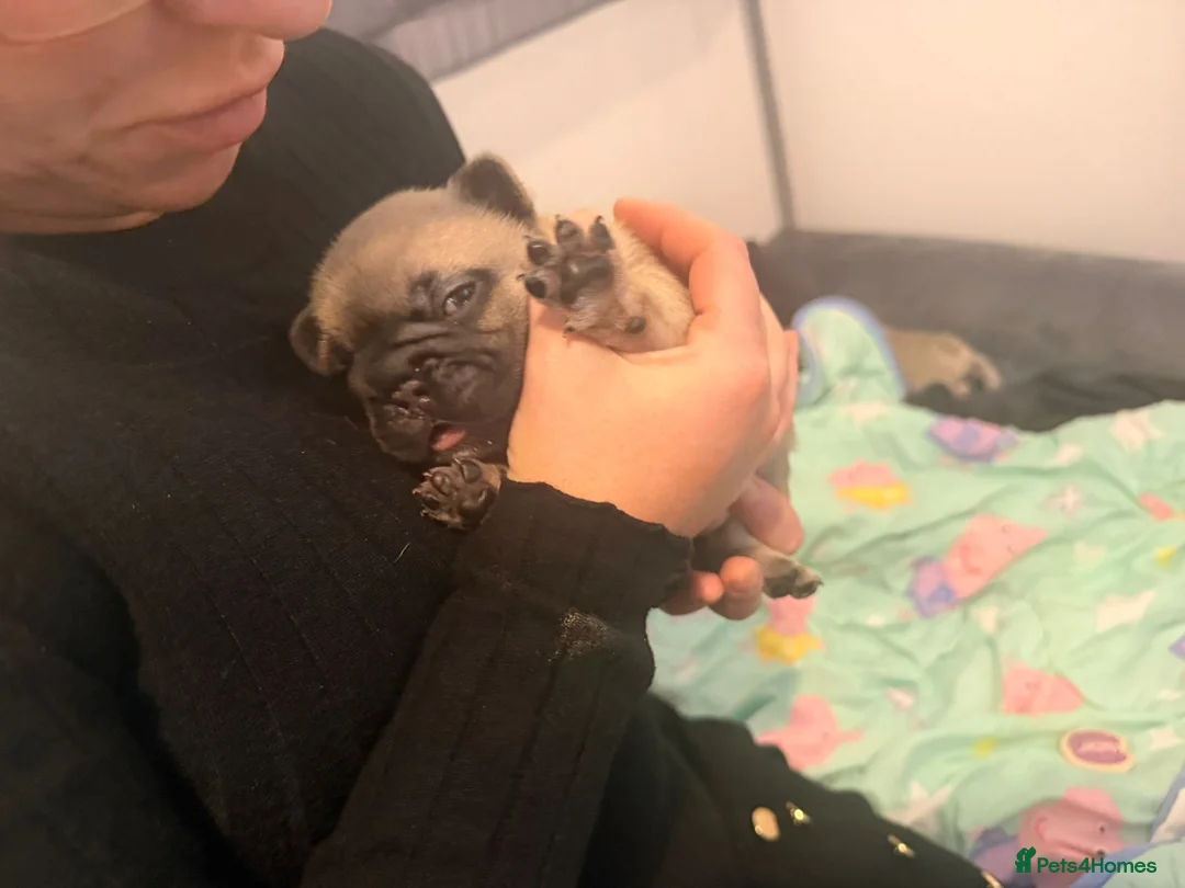 French Bulldog dogs for sale: Beautiful chunky frenchie puppies - Advert 8