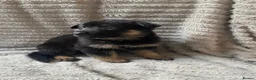 German Shepherd dogs for sale: German Shepherd Puppies - Advert 20