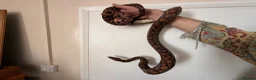 Boa Snake reptiles for sale: Brazilian Rainbow Boa - Advert 6