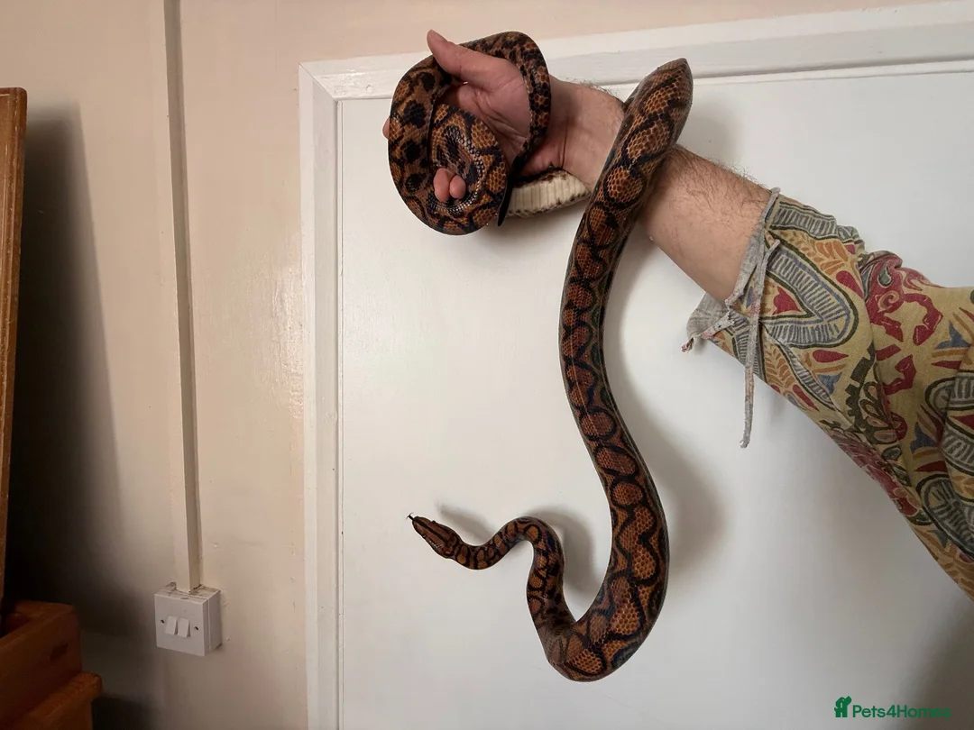 Boa Snake reptiles for sale: Brazilian Rainbow Boa - Advert 6