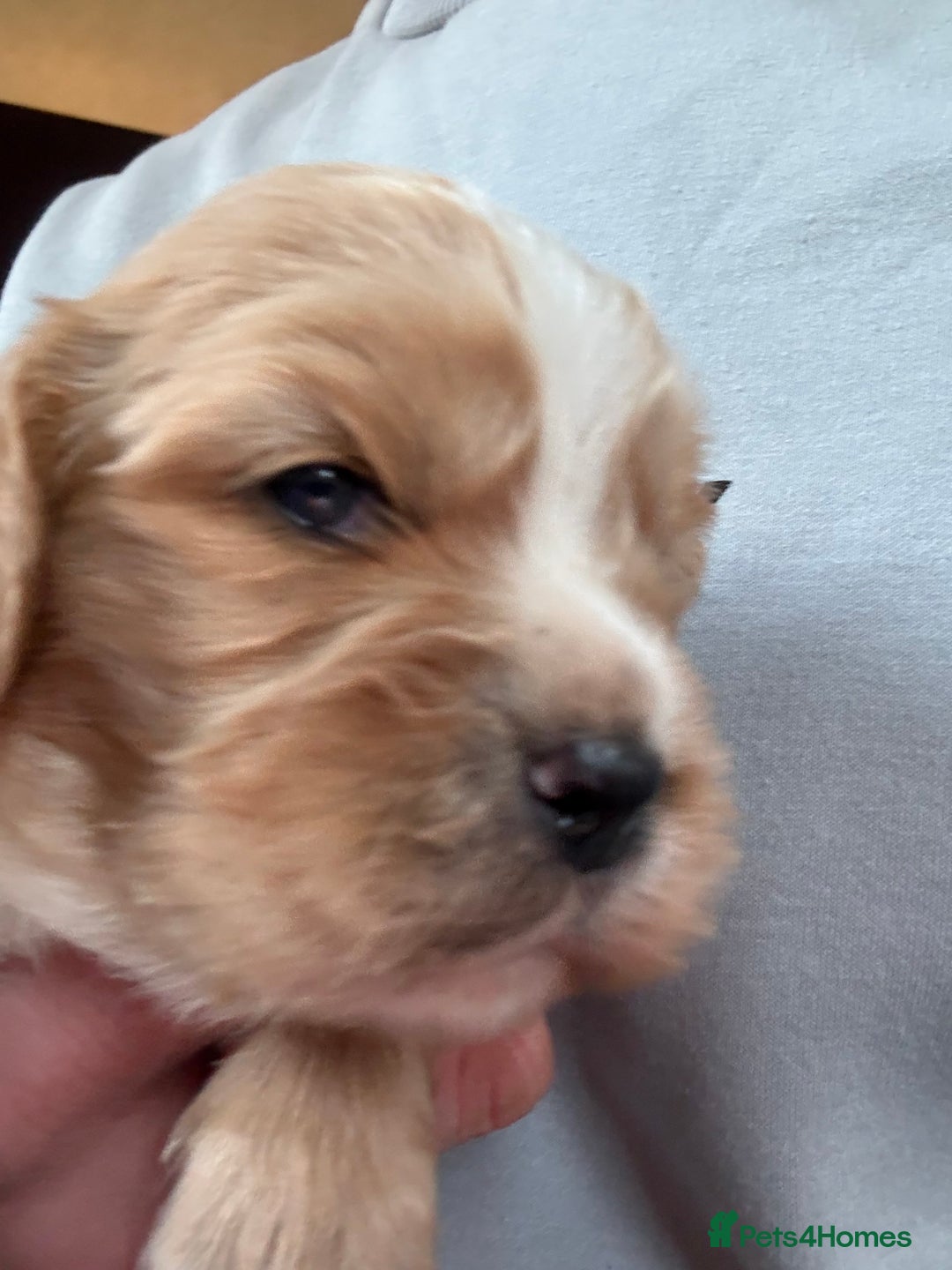 Mixed Breed dogs for sale: Gorgeous toy apricot and black cavapoos  - Advert 11