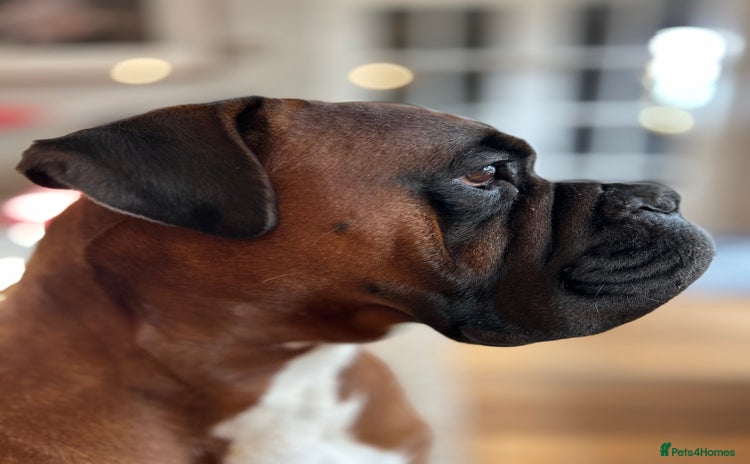 Boxer dogs - Advert 1