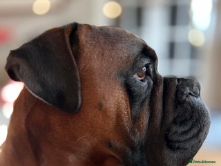 Boxer dogs - Advert 1