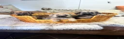 Jack Russell dogs for sale: Stunning gorgeous Types  - Advert 1