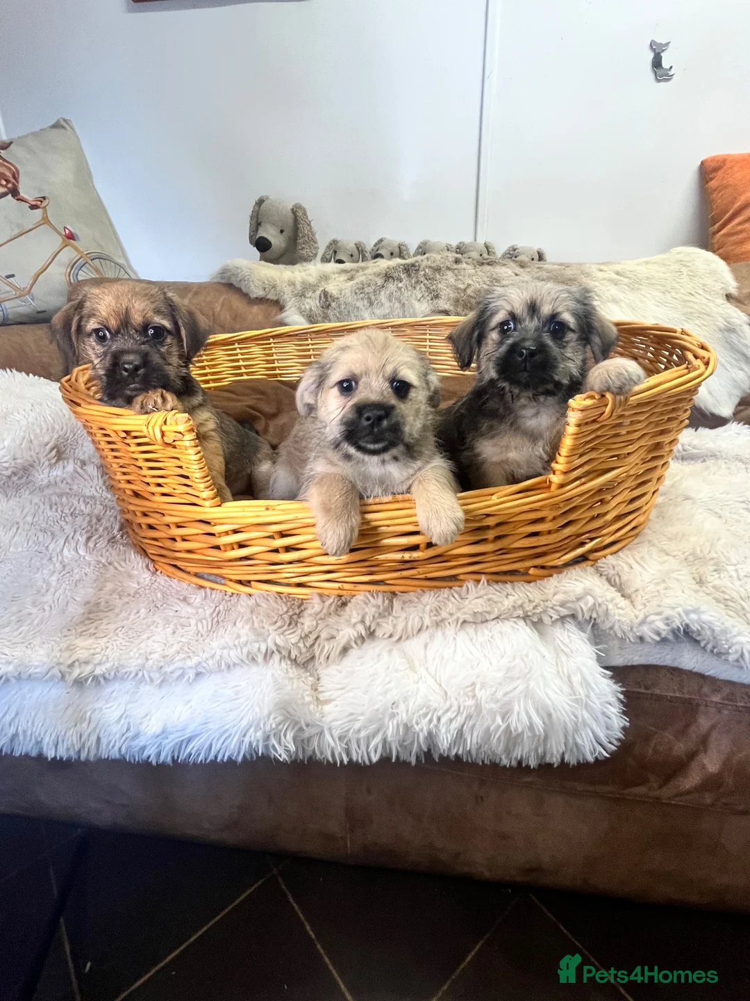 Jack Russell dogs for sale: Stunning gorgeous Types  - Advert 1