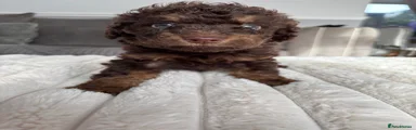 Cavapoo 3