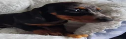 Miniature Dachshund dogs for sale: Stunning Dachshund pups *Ready now* - Advert 9