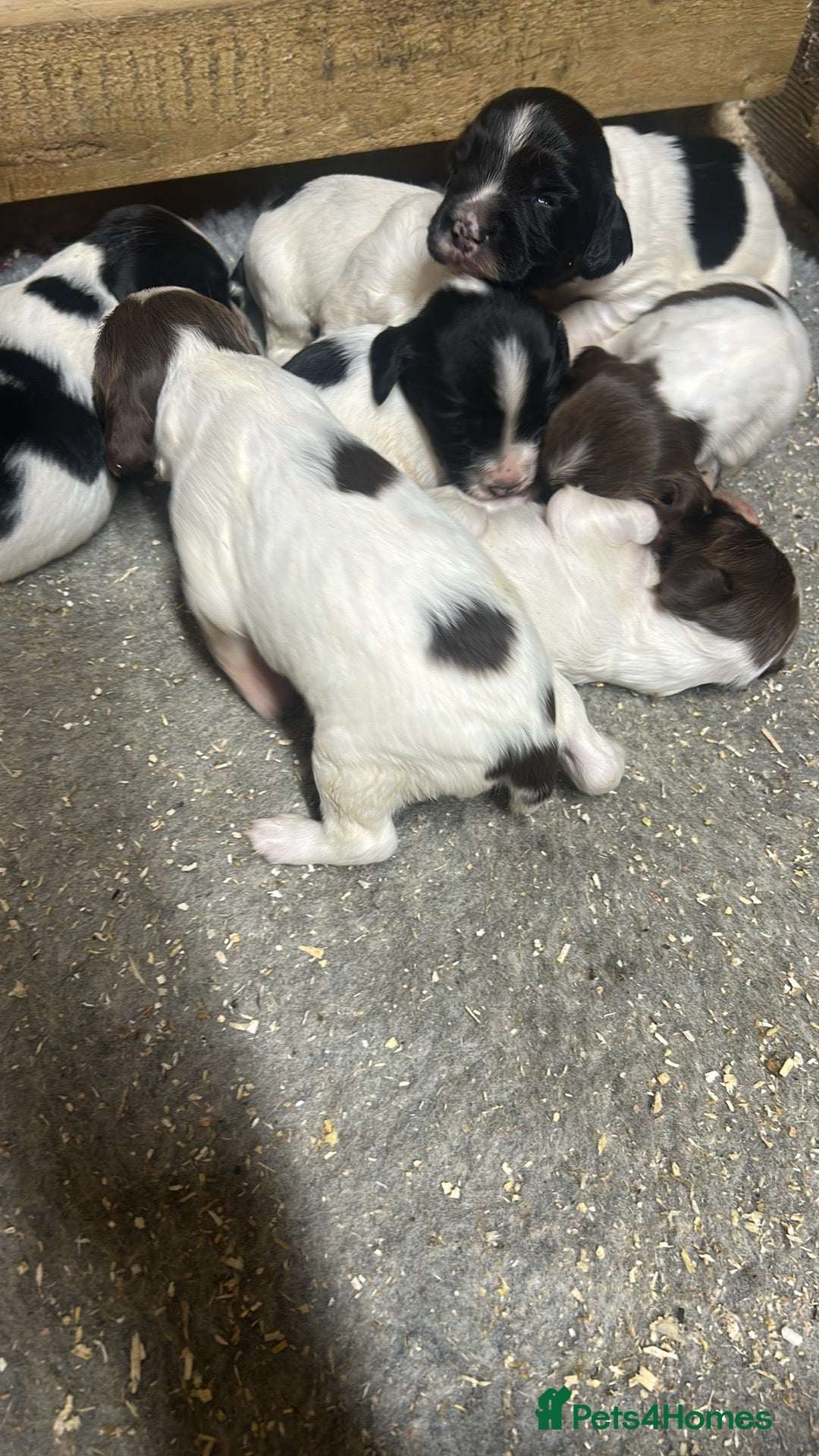 English Springer Spaniel dogs Outstanding KC Registered Springer Spaniel Puppies - Advert 2