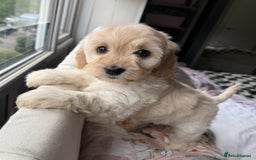Cockapoo dogs for sale: F2 cockapoo puppies 🐶 ❤️ - Image 3