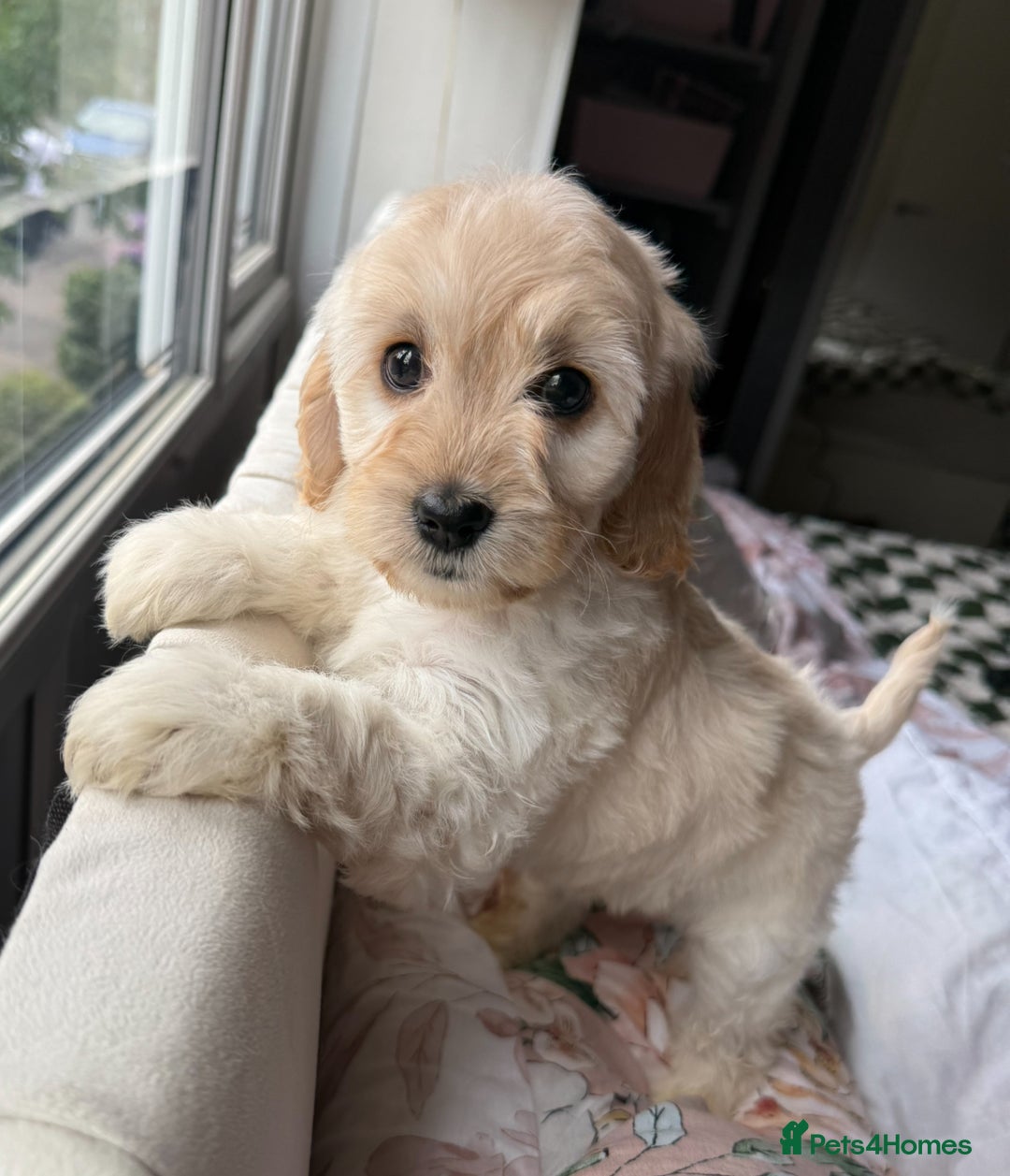 Cockapoo dogs for sale: F2 cockapoo puppies 🐶 ❤️ - Image 3