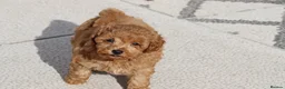 Cavapoochon dogs for sale: Cavapoochon puppies for sale Fox Red  - Advert 9
