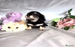 Miniature Dachshund dogs for sale: EXTREMELY FLUFFY Longhaired Miniature Dachshunds  - Image 5