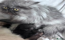 Mixed Breed cats for sale: Beautiful pershadoll ready to leave now ❤️ - Image 7