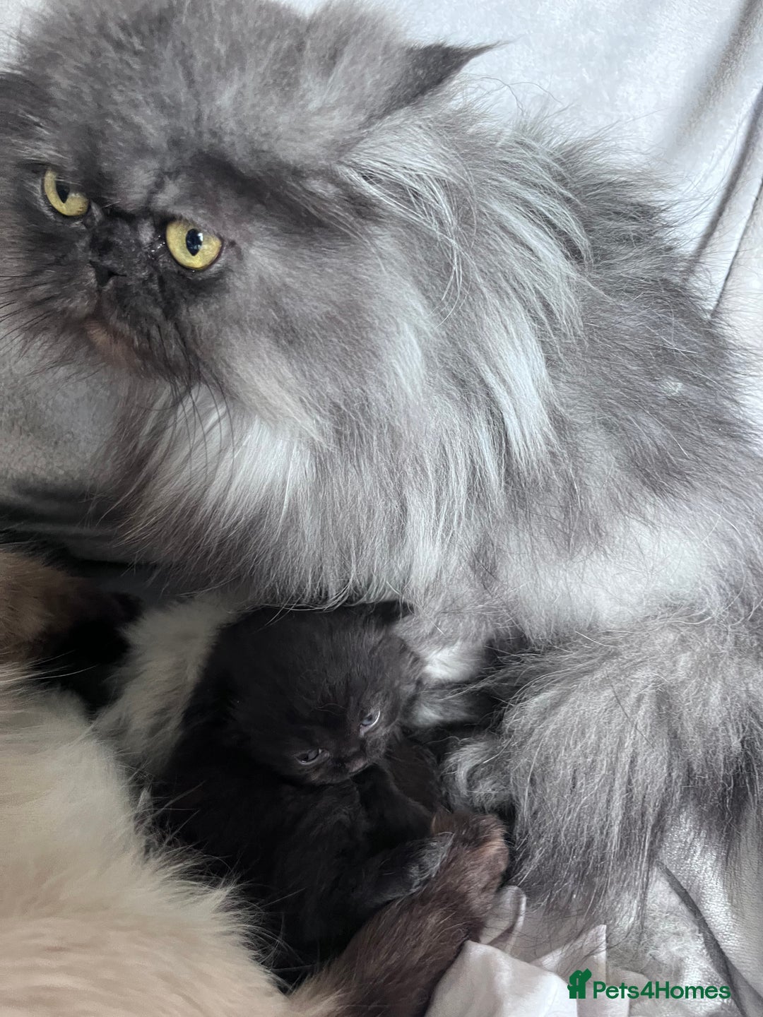 Mixed Breed cats for sale: Beautiful pershadoll ready to leave now ❤️ - Image 7
