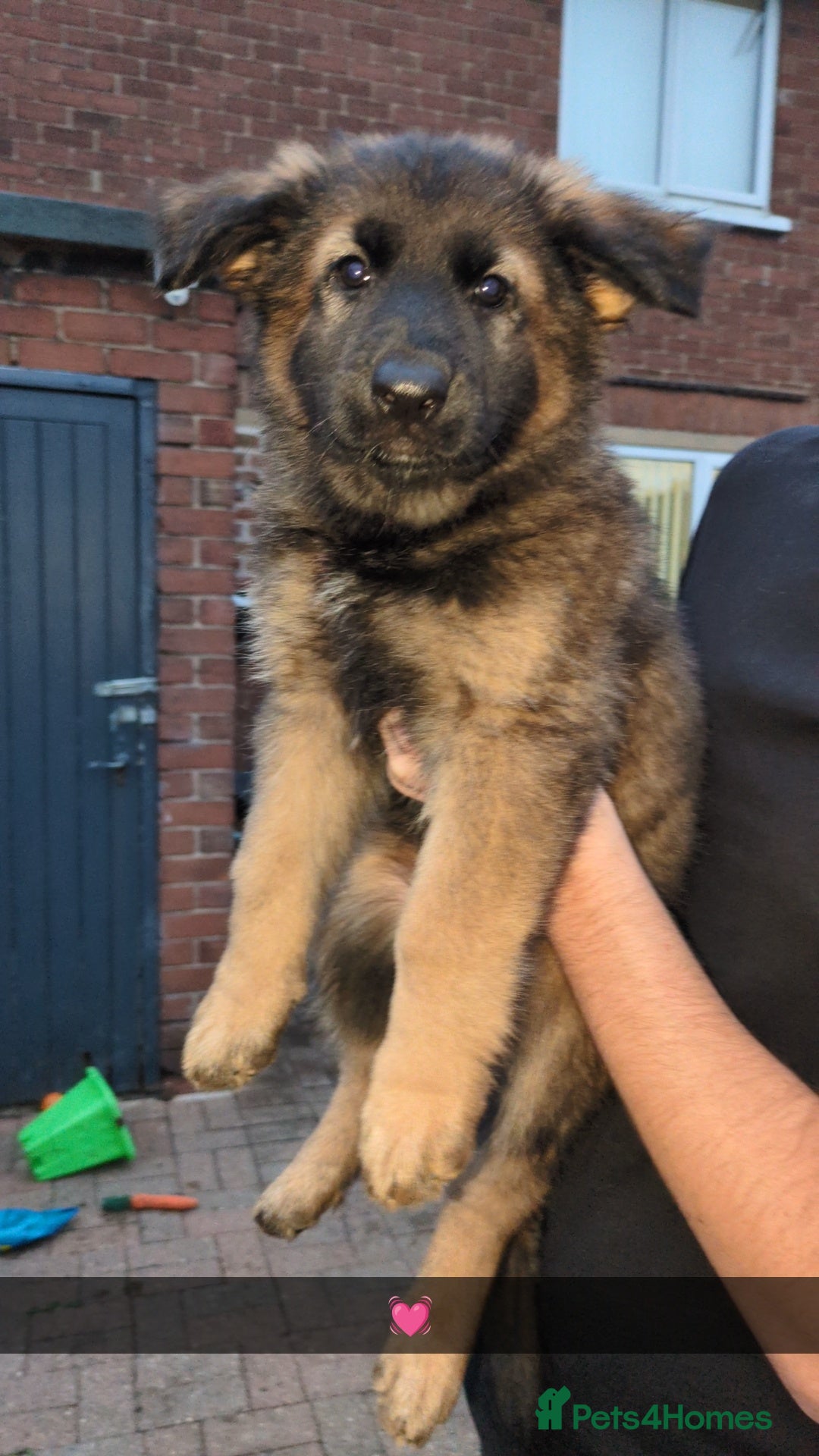 German Shepherd dogs for stud: Gorgeous German Shepherd male for stud - Image 6