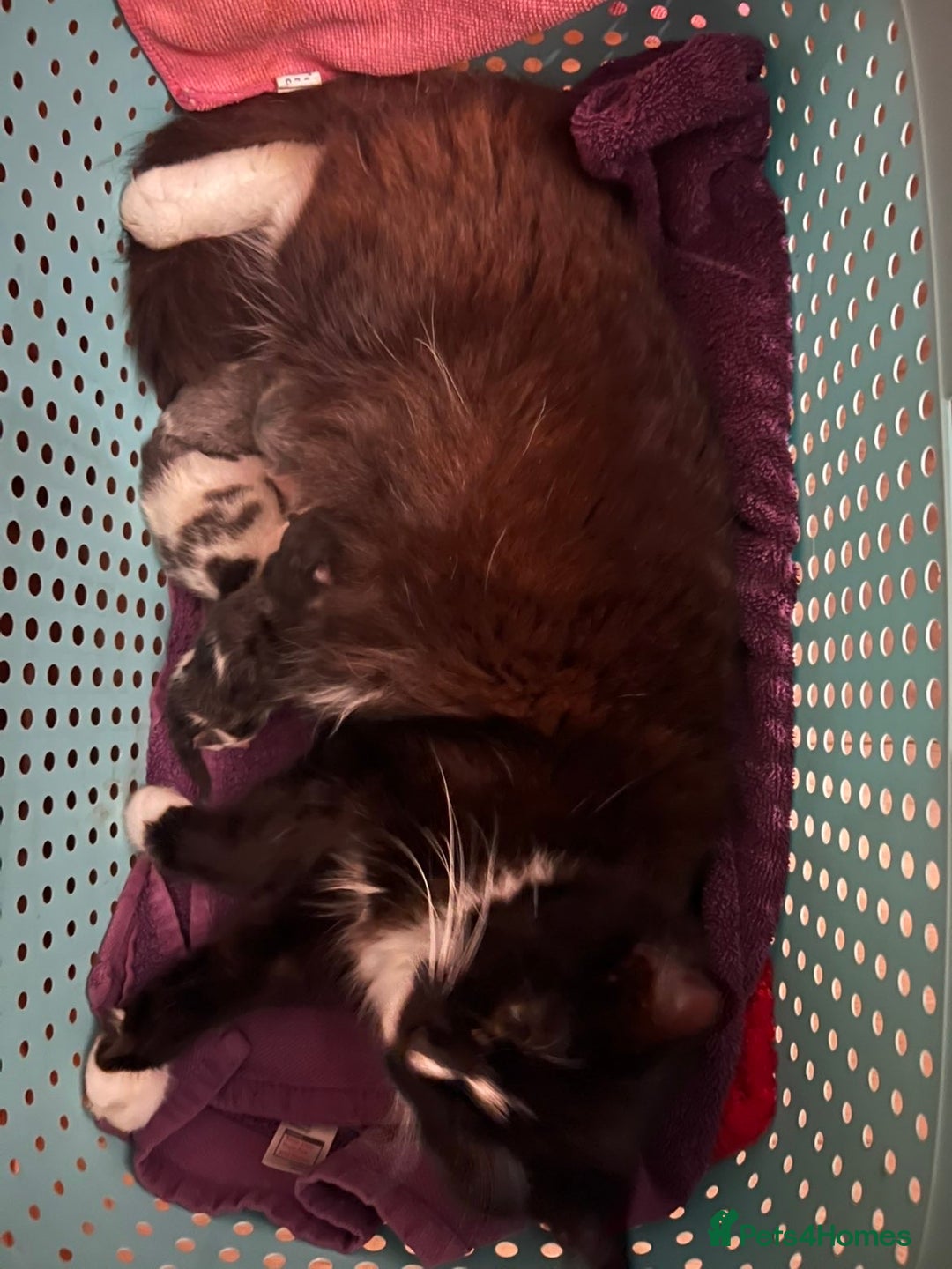 Mixed Breed cats for sale: Maine coone/ragdoll mix Kittens - Advert 1