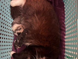 Mixed Breed cats Maine coone/ragdoll mix Kittens - Advert 1