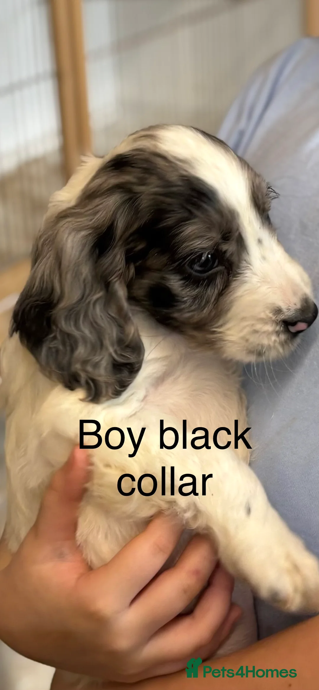 Cocker Spaniel dogs for sale: Cocker Spaniel puppies  - Advert 3
