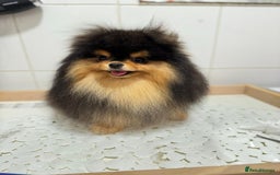 Pomeranian dogs for sale: Cute Black and Tan Pomeranian boy - Image 5