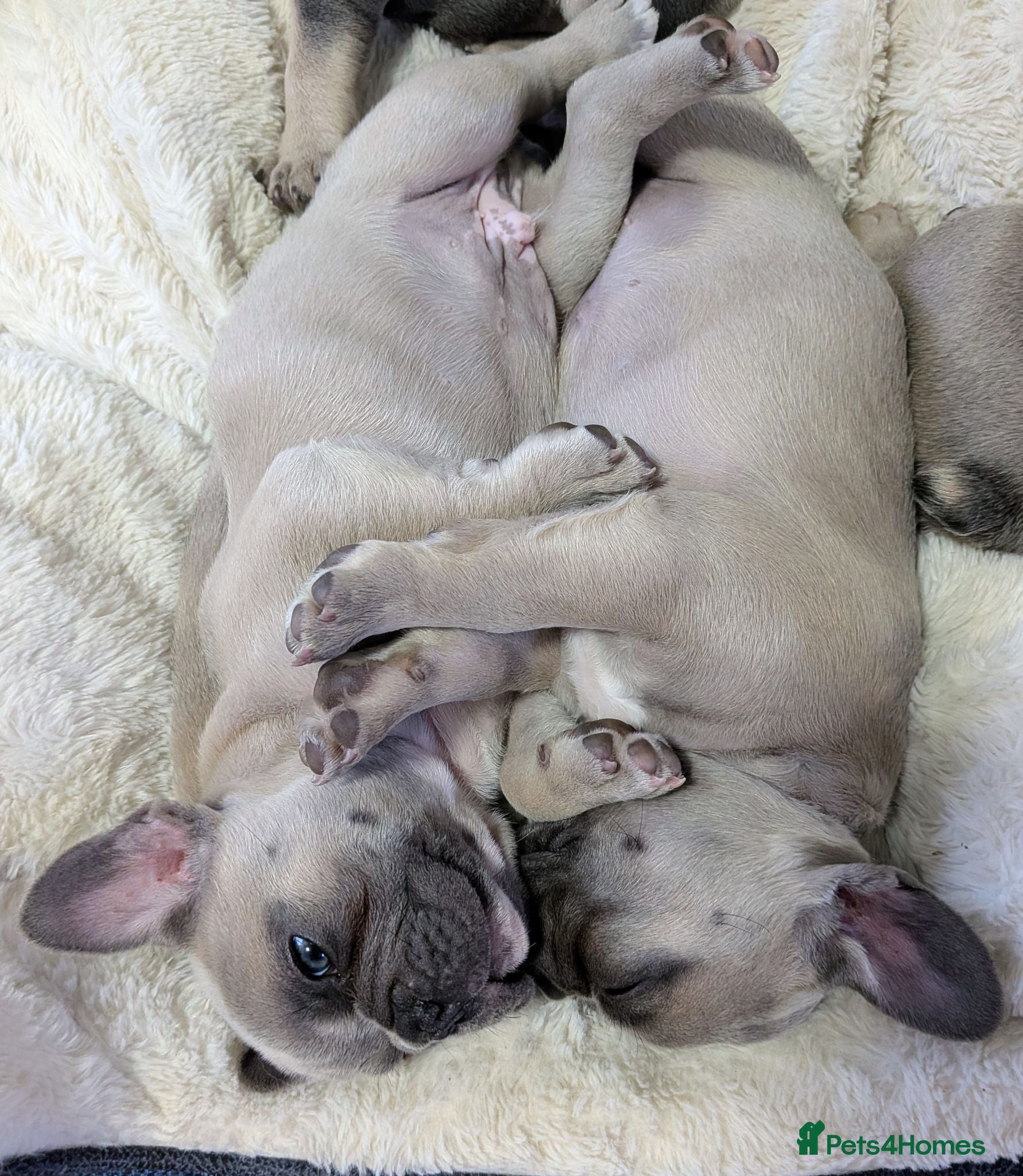 French Bulldog dogs French bulldog puppies Kennel Club registered  - Advert 2